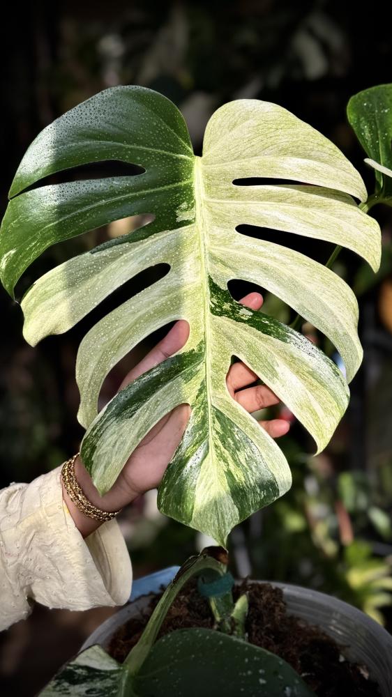 MONSTERA DELICIOSA MINT