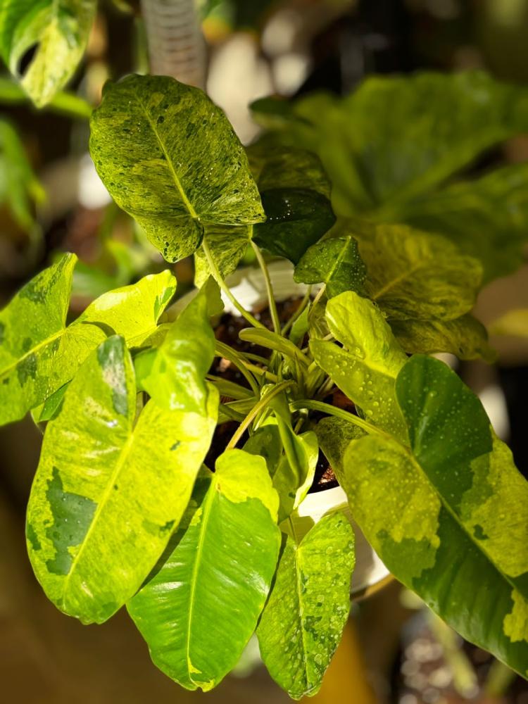 philodendron burle marx mint