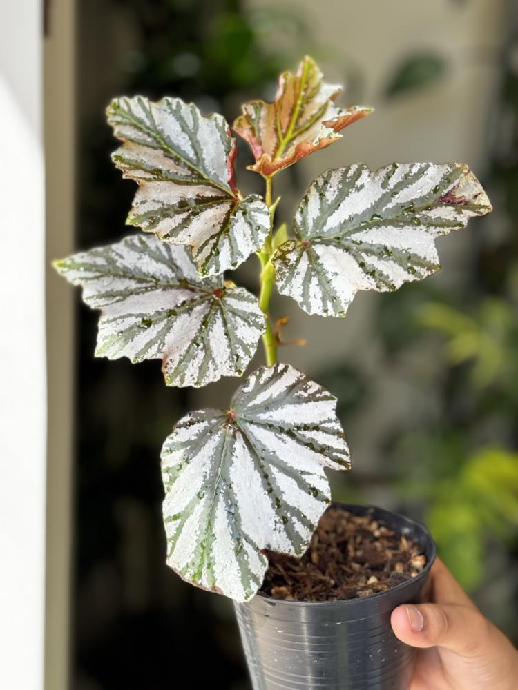 BEGONIA REX MIX VARIETY