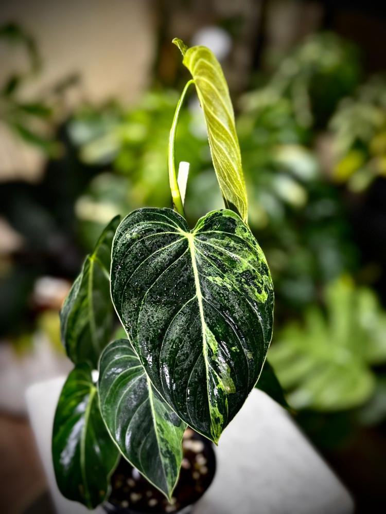PHILODENDRON MELANO Variegated