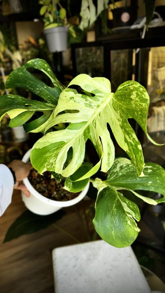 MONSTERA OCEAN MINT