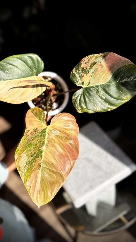 Philodendron Florida beauty x Nangaritense