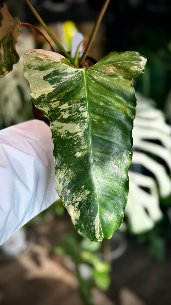 PHILODENDRON HYBRID Marron