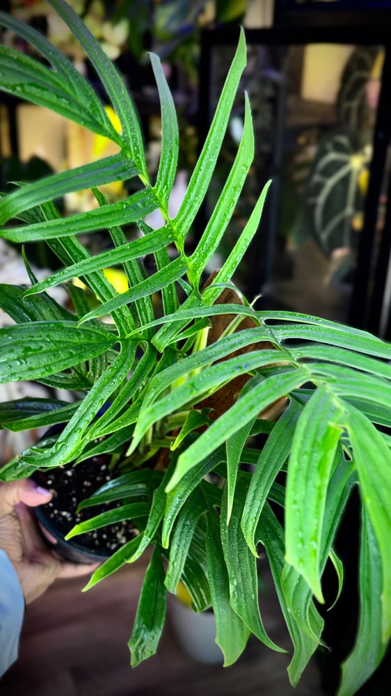 RHAPHIDOPHORA TENUIS GREE