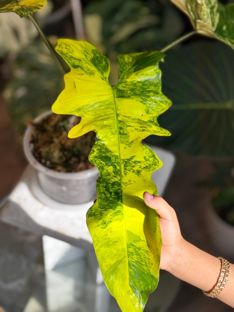 Philodendron  Fiora