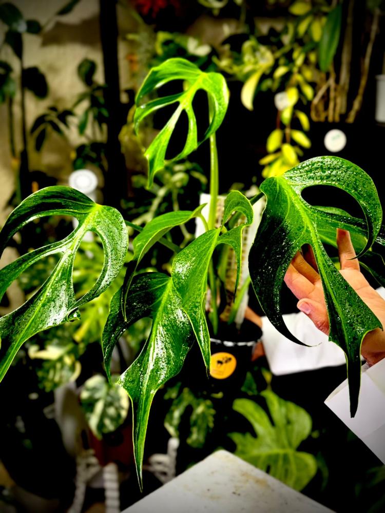 MONSTERA BURLE MARX FRAME