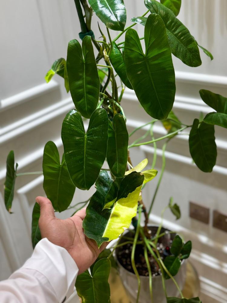 فيلوديندرون بيرل ماركس متنوع  - Philodendron Burle Marx Variegated