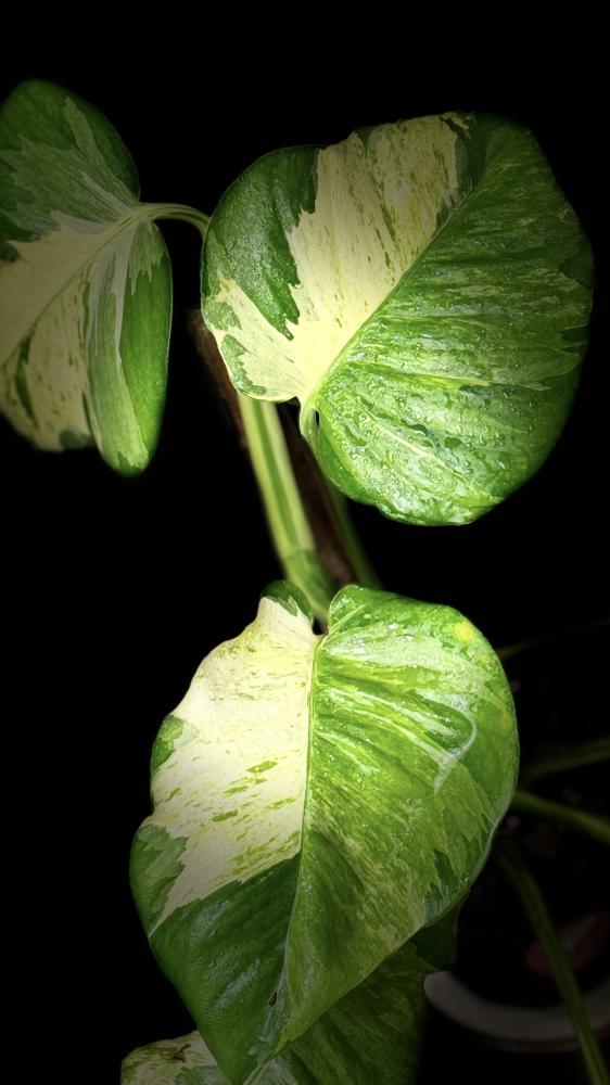 POTHOS N JOY (BIG LEAF)