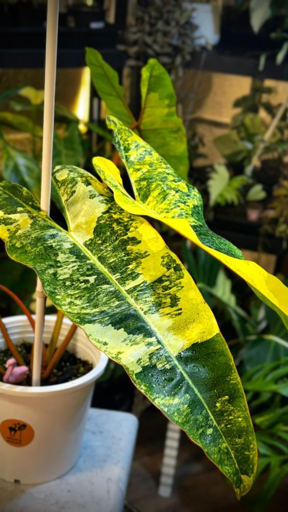 PHILODENDRON BILLIETIAE Variegated