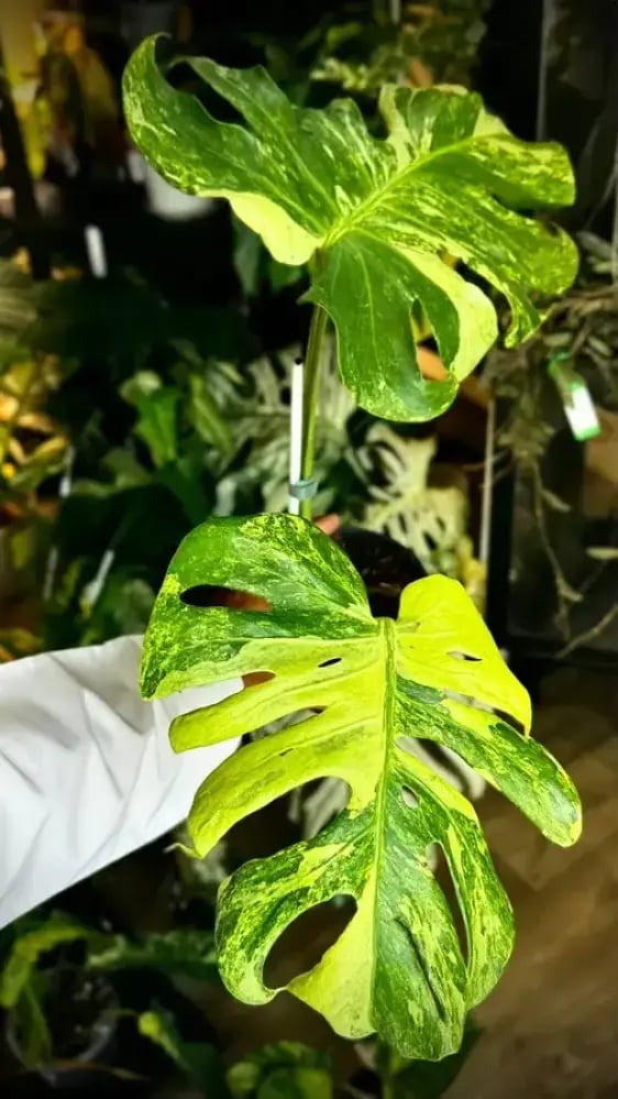 MONSTERA OCEAN  MINT