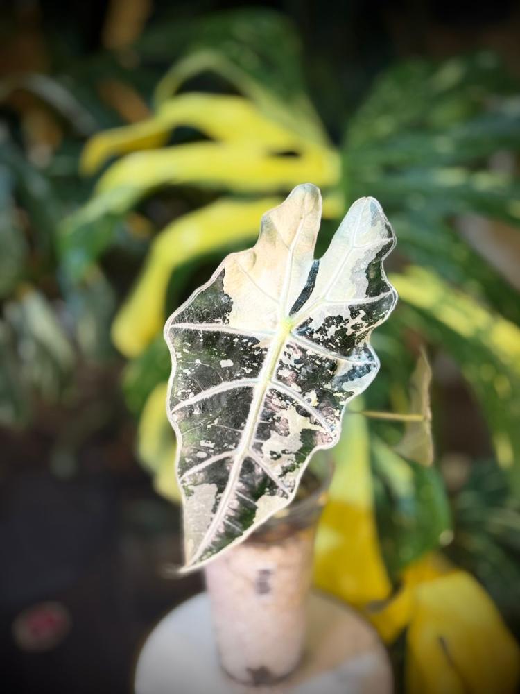 ALOCASIA AMAZONICA POLLY VARIEGATED