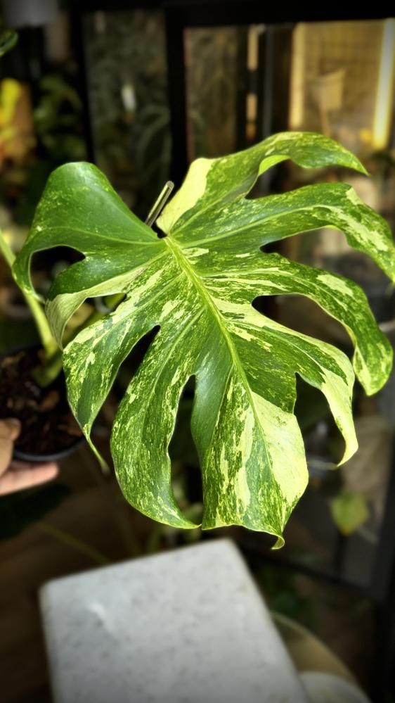 MONSTERA OCEAN  MINT