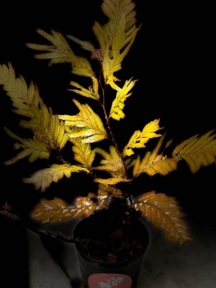 SELAGINELLA SP. BROWN