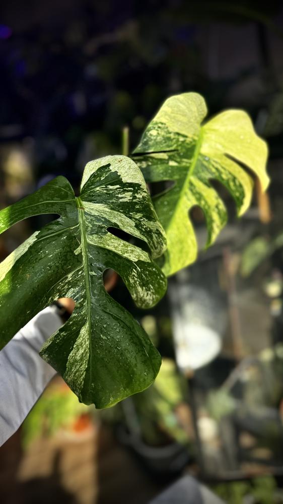 MONSTERA DELICIOSA MINT