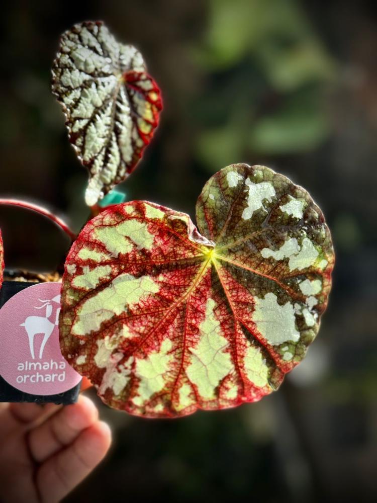 BEGONIA REX MIX VARIETIES