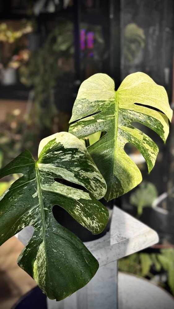 MONSTERA DELICIOSA MINT