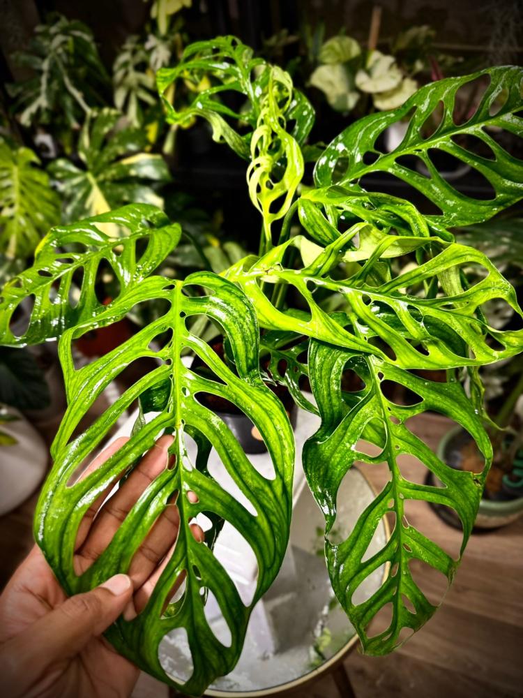 MONSTERA ESQUELETO
