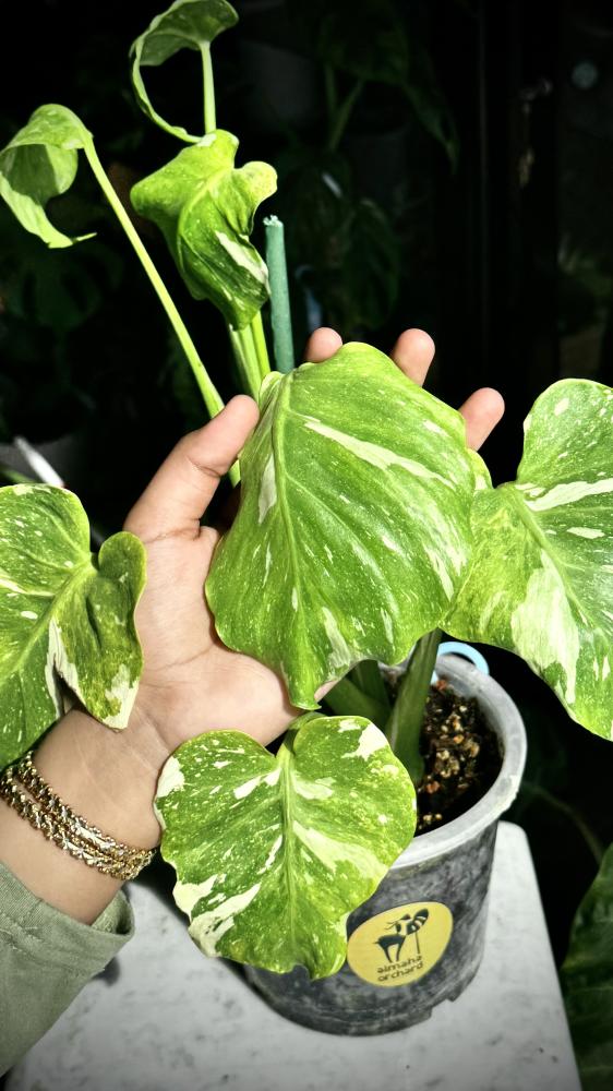 MONSTERA TRICOLOR MUT