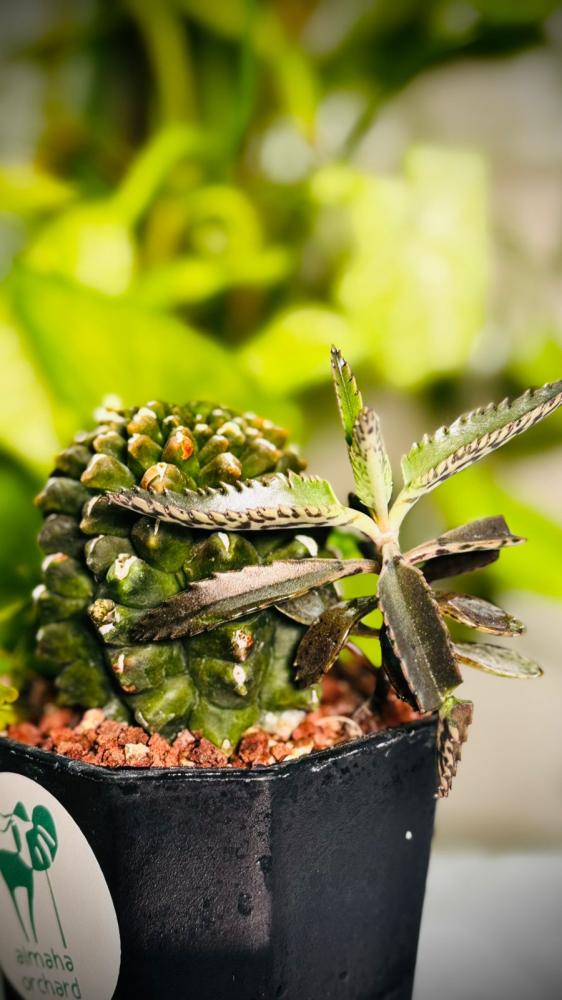 CACTUS MIXED VARIETY