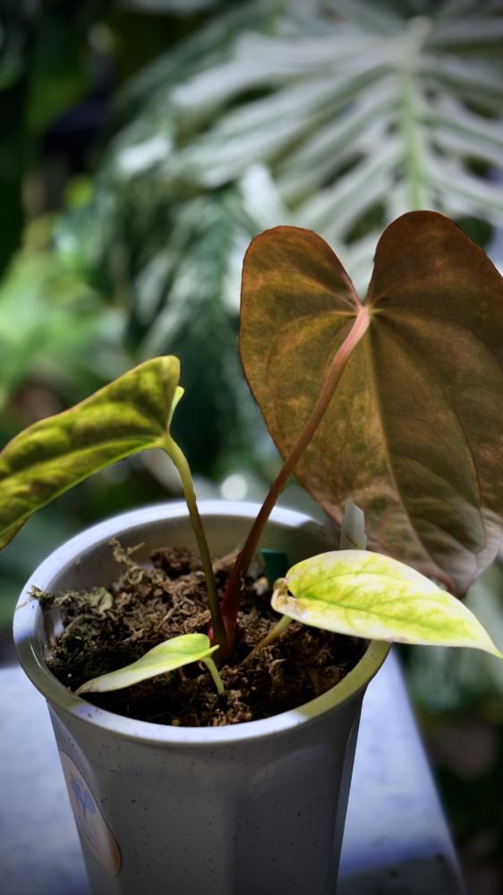 ANTHURIUM HYBRID VARIEGATED