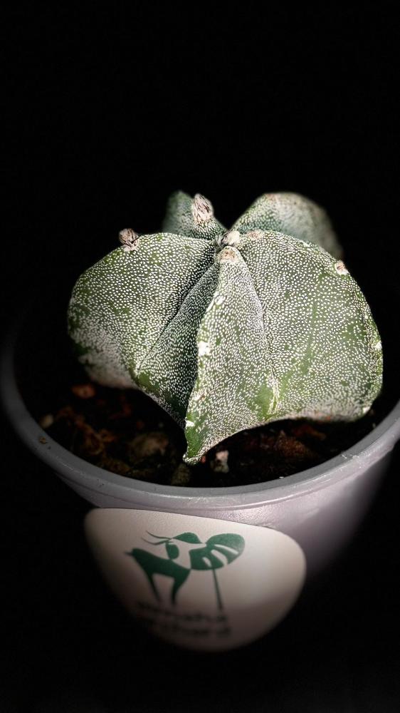 CACTUS MIXED VARIETY