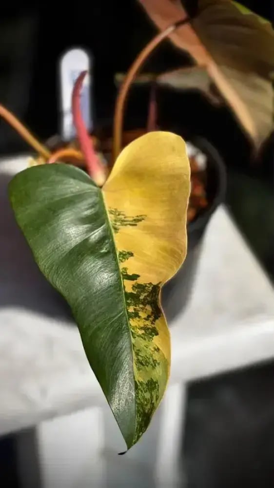 Philodendron (Florida x Mayoi) x Black Bellietiae