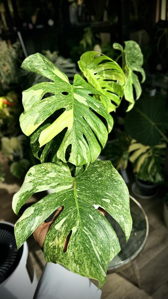 MONSTERA DELICIOSA LEGAZY