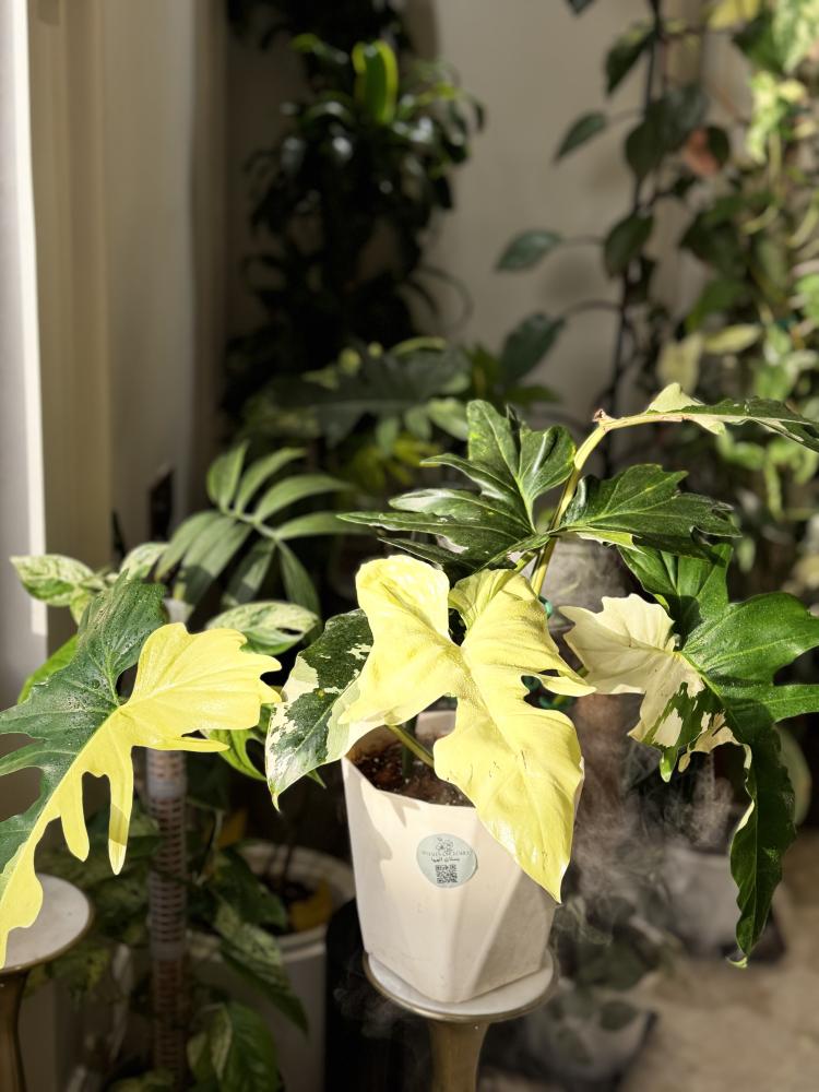Philodendron golden dragon variegated