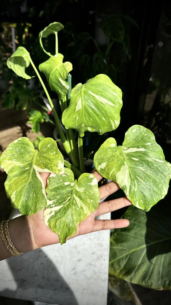 MONSTERA TRICOLOR MUT