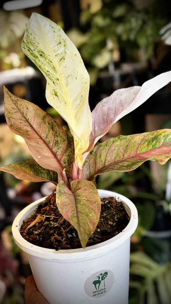 anthurium renaissance variegated
