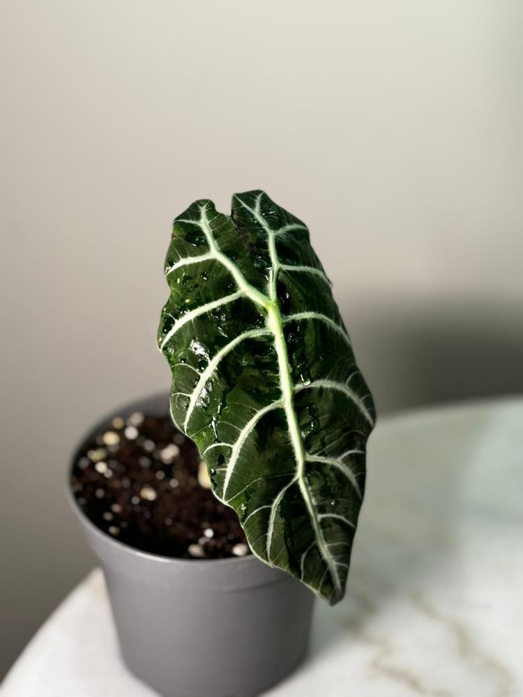 alocasia doff watsoniana black leaf