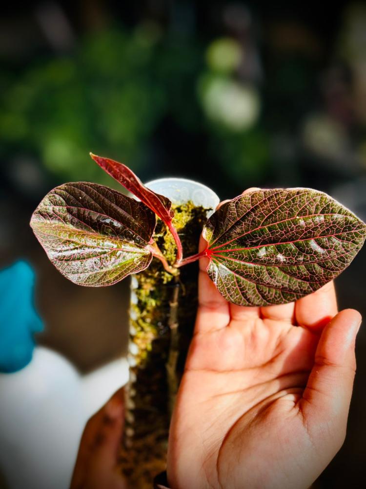 - PIPER SP. PINK BORNEO