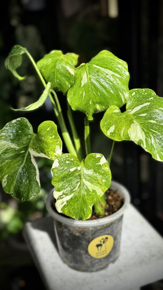 MONSTERA TRICOLOR MUT