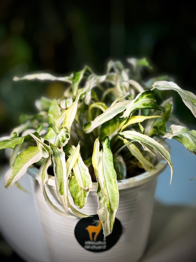 SYNGONIUM T25