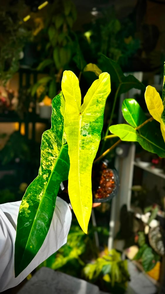 PHILODENDRON FLORIDA X BILLIETIAE