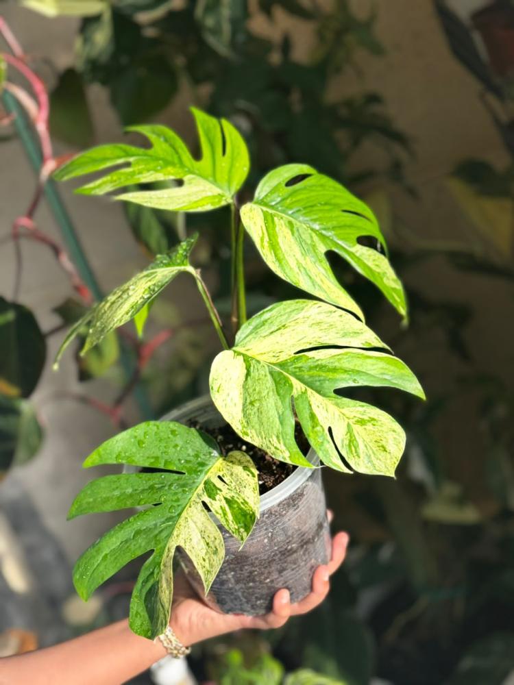 EPIPREMNUM PINNATUM MARBL