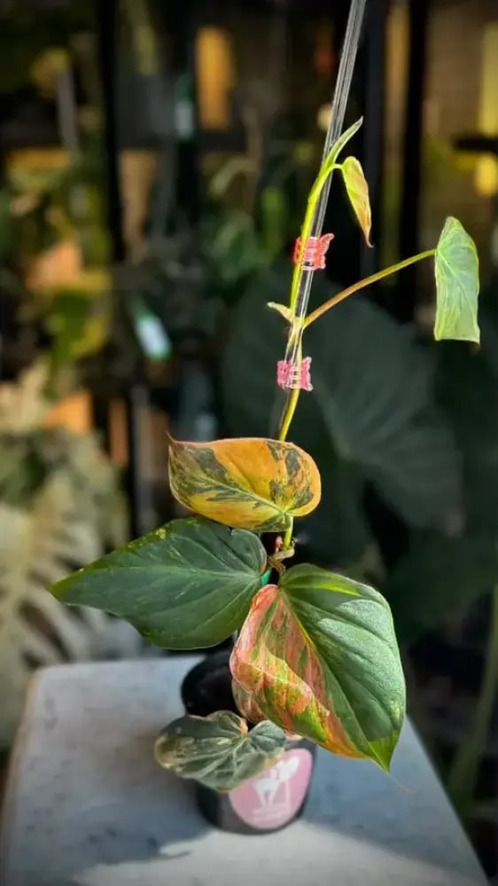 philodendron micans variegated