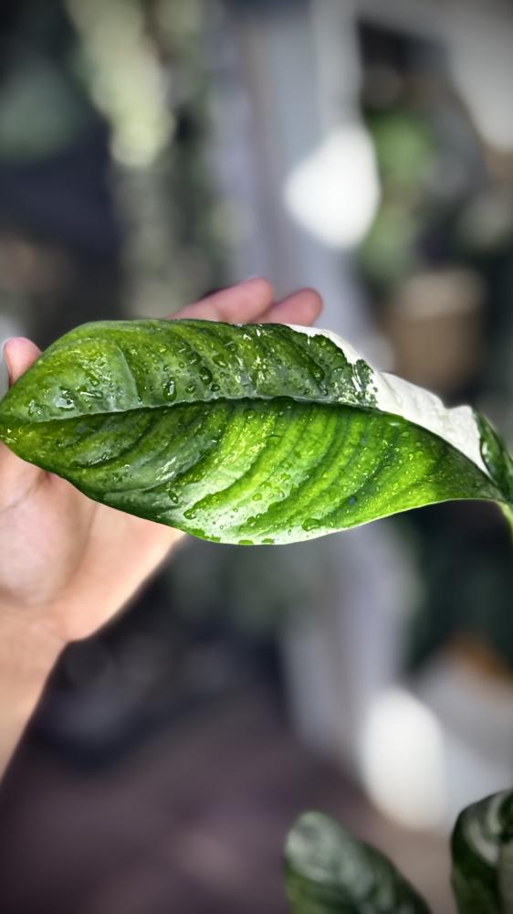 RHAPHIDOPHORA PUBERULA Variegated