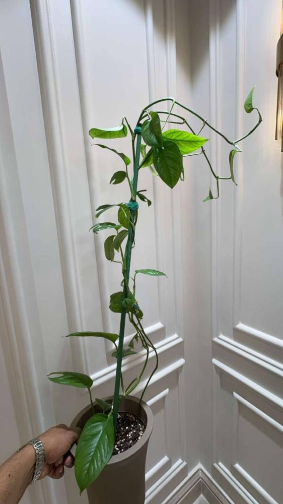 Epipremnum pinnatum ‘Marble’ green