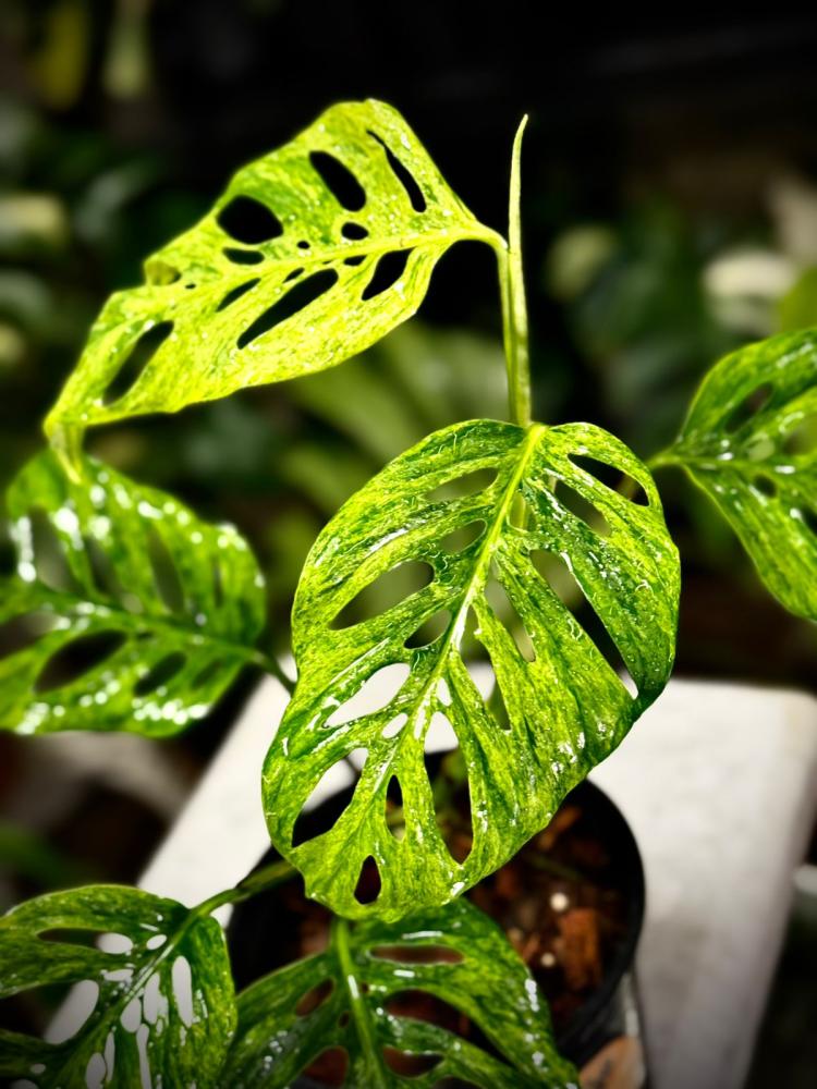 MONSTERA LANIATA MOTTLED  Variegated