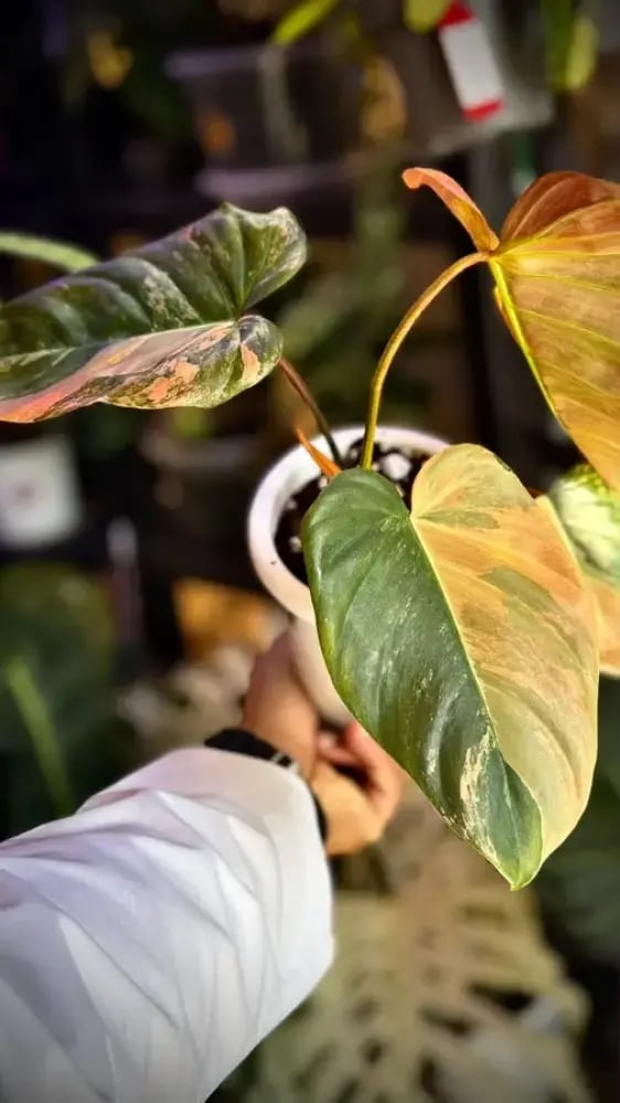 Philodendron Florida beauty x Nangaritense