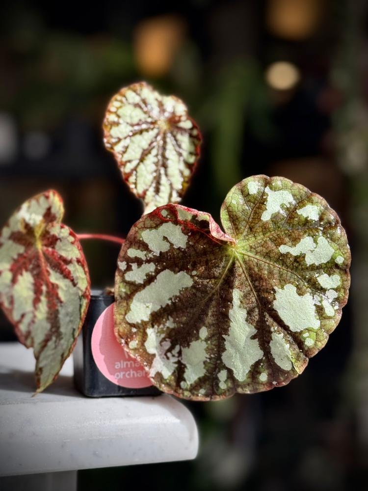 BEGONIA REX MIX VARIETIES