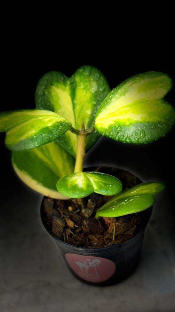 HOYA KERRII REVERSE Variegated