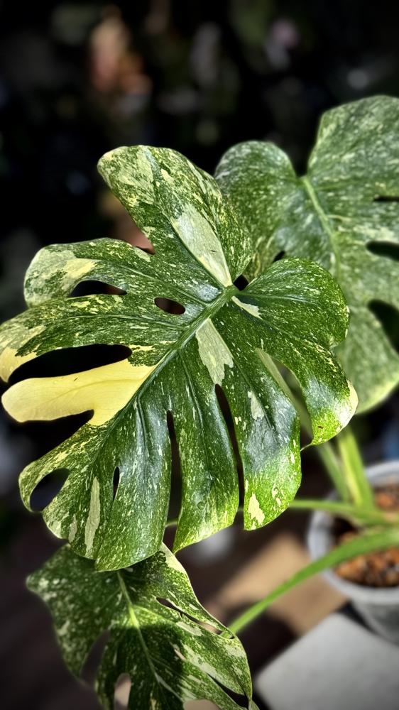 MONSTERA DELICIOSA LEGAZY