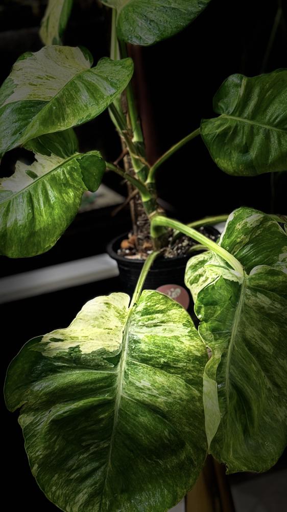 POTHOS N JOY (BIG LEAF)