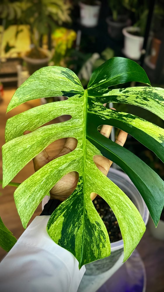 MONSTERA DELICIOSA MINT