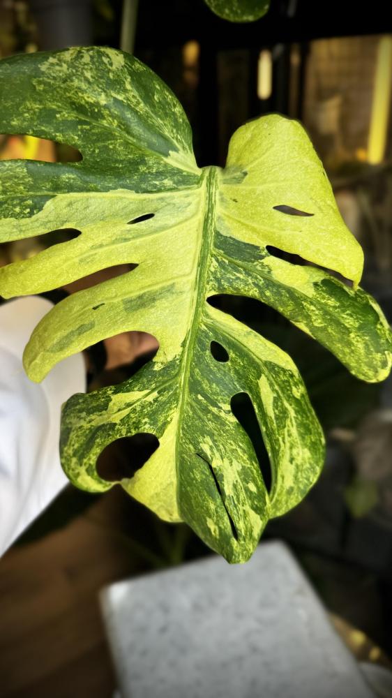 MONSTERA OCEAN  MINT