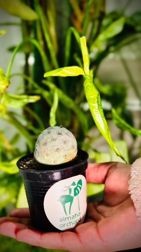 TEPHROCACTUS GEOMETRICUS