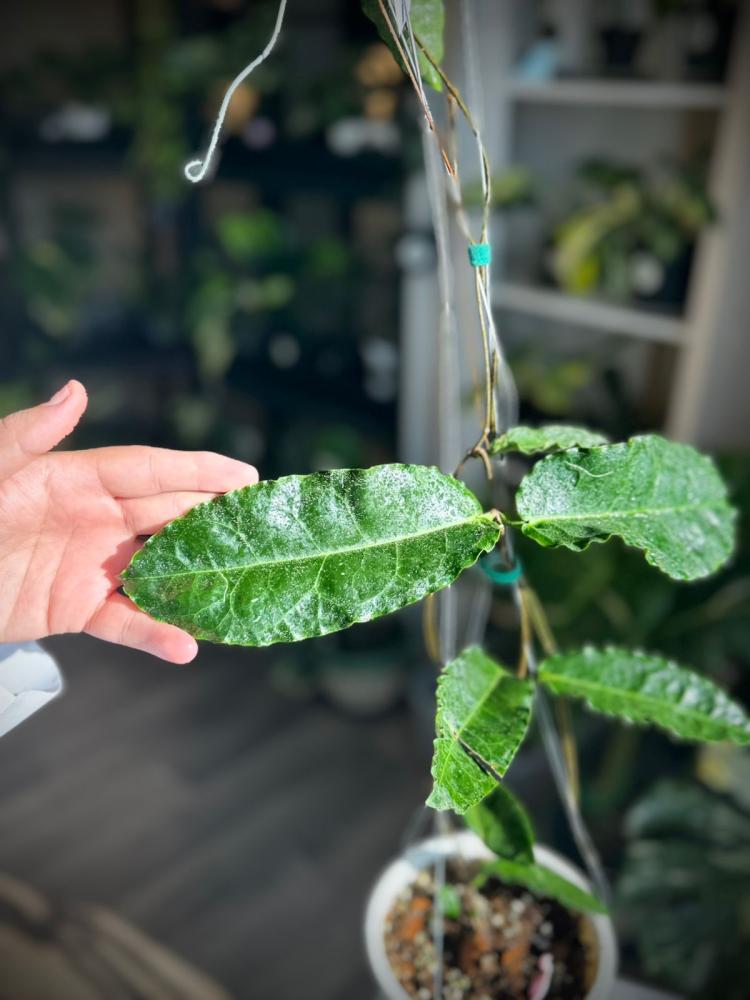 HOYA VERSTEEGII