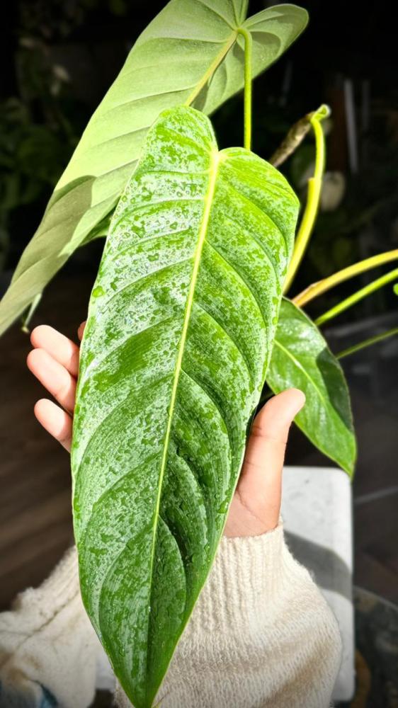 PHILODENDRON PATRICIAE